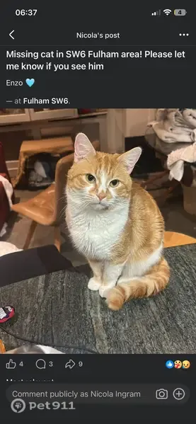 Missing cat Male, Fulham (ul488714) - photo