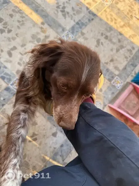 Perra perdida, Calle Cura Diamantino, 1, Dos Hermanas — mayor, con una verruguita en el labio - photo