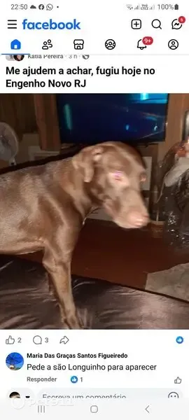 Cachorro perdido, macho, Rua Visconde de Santa Cruz, Rio de Janeiro — unhas brancas - photo