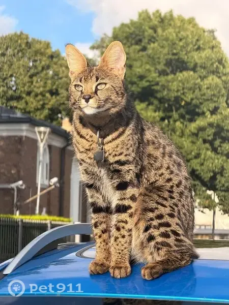 Lost male cat, Willow Springs, Cranfield — Savannah F1 with dark spots - photo