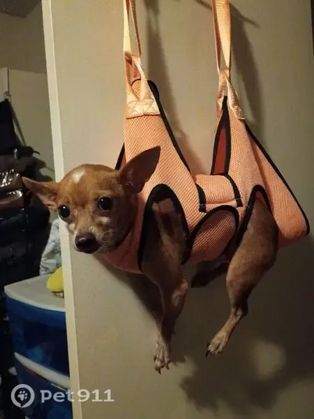 Lost dog, Ridgestone Street, Houston — female Chihuahua with a broken tail tip - photo