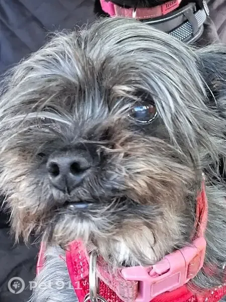 Lost Dog, Watson Road, 87, Forsyth — female with a silver BLACKPINK collar - photo