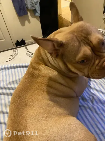 Lost female dog, Nye Avenue, 269, Newark — tri face - photo