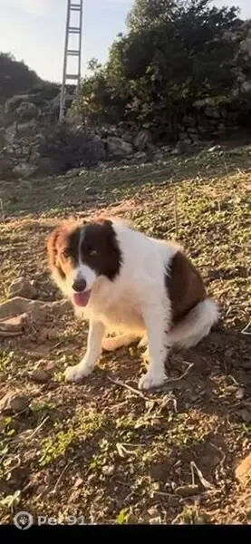 Perro perdido, El Lentiscal, 14, Playa de Bolonia, Algeciras — blanco, marrón y negro - photo