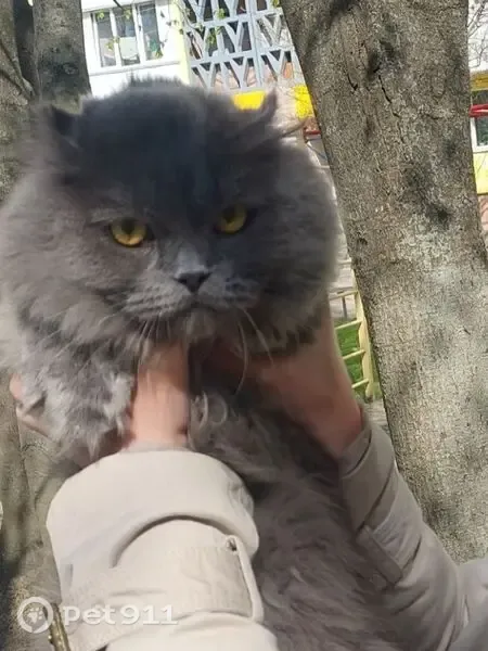 Зникла кішка, провулок Котельникова, 5, Житомир — пухнастий хлопчик - photo