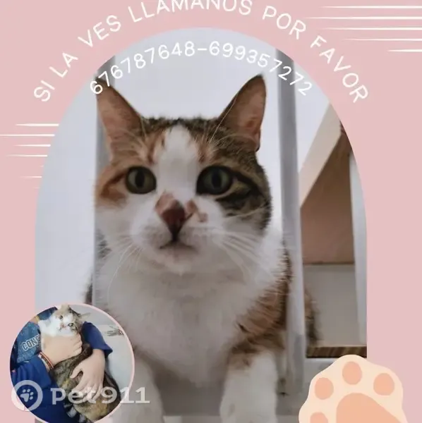 Gato perdido, Calle Santa Marta, 13, Utrera — hembra mansa y dócil - photo