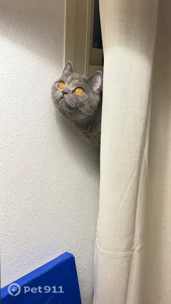 Perdido gato hembra, Calle del Planeta Urano, 11, Parla — de color gris, un año - photo