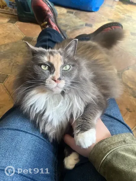 Lost cat, Northeast 14th Avenue, Portland — female with an orange nose streak - photo