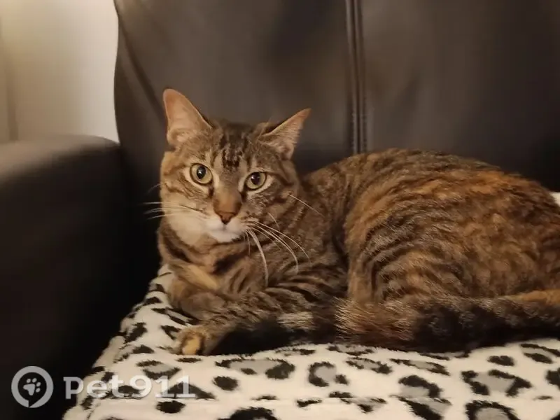 Gato perdido, hembra, San Celoni, Barcelona, España, Pozuelo de Alarcon — patitas bicolor - photo