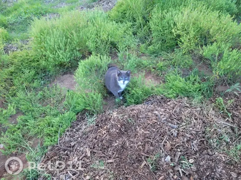 Lost cat, Meadowland Boulevard, 3718, Colorado Springs — gray female with white mittens - photo