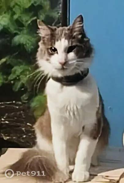 Lost cat, Dante Avenue, 900, Copiague — male, gray and white - photo