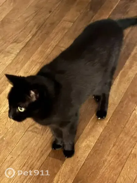 Lost cat, Raritan Road, 2090, Scotch Plains, Westfield — 12-year-old female, all black - photo