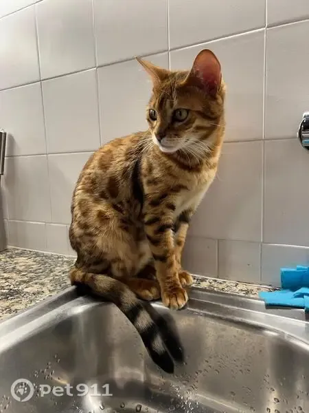 Gato perdido, Carrer del País Basc, Sant Antoni de Calonge, Lloret de Mar — hembra bengalí de ojos verdes - photo