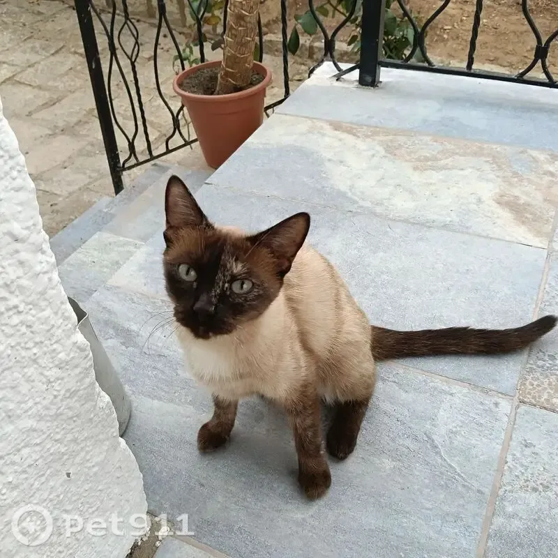 Encontrado gato, Avenida de España, 65, Villa del Prado, Villaviciosa de Odon — hembra muy buena - photo