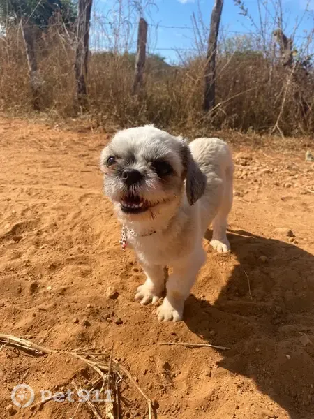 Cachorro perdido, fêmea, Mansões Camargo, Águas Lindas de Goiás - GO — shih tzu com vestido do Brasil - photo