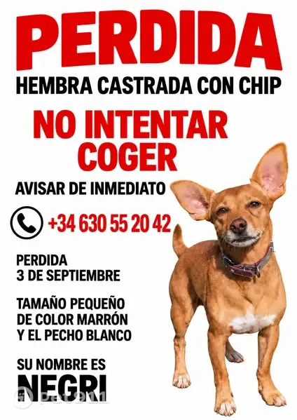 Perro perdido, hembra, Calle Ronda Leonardo, 64, Málaga, Malaga — cruce Teckle con Podenco - photo