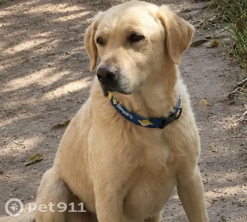 Cachorro perdido, SGAP, Lote G, Área Especial s/n - Guará, Brasília - DF — grande e amarelo, coleira azul - photo