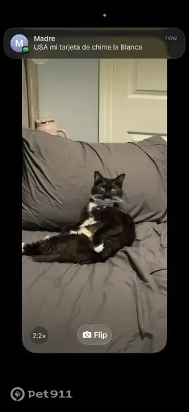 Lost cat, female, Power Road, 225, East Providence — never left before - photo