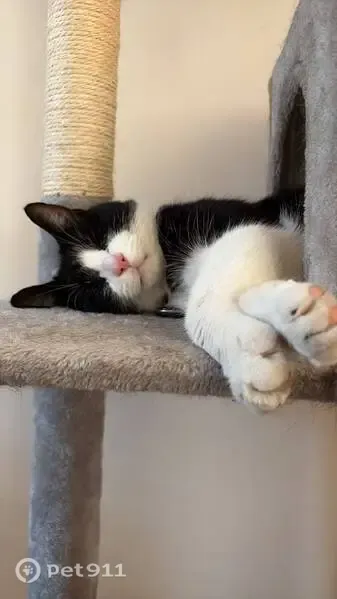 Lost male cat, Chorley's Lane, 25, Widnes — tuxedo coat and pink nose - photo