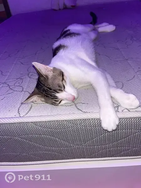 Encontrado gato macho, Calle de Diego Polo, 5, Burgos — bien cuidado - photo