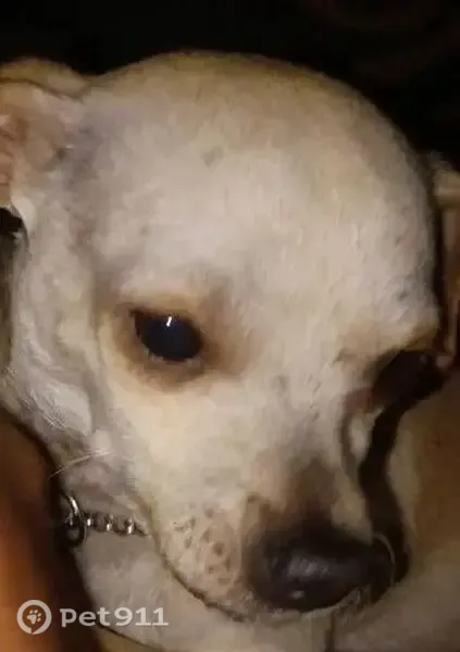 Lost male dog, East Taylor Street, Stockton — under 10 pounds, loving but scared - photo