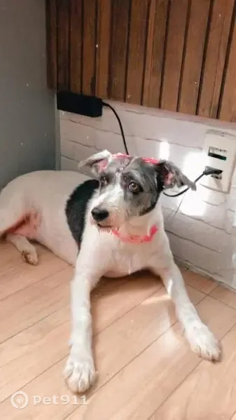Cachorro perdido, Maresias, São Sebastião - SP — fêmea SRD idosa e dócil - photo