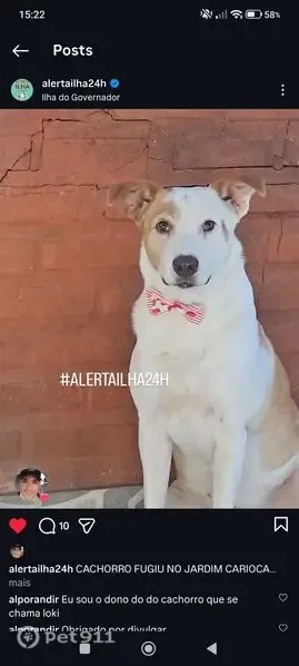 Cachorro perdido, Rua Sargento João Lópes, Rio de Janeiro — macho, muito manso e dócil - photo