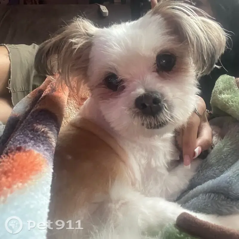 Lost dog, East 67th Terrace, Kansas City — male, limping on left leg - photo