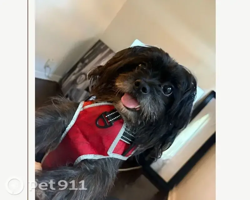 Lost dog, West 7th Street, Los Angeles — female Shorkie in a red harness - photo