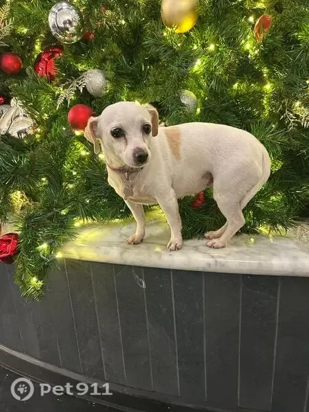 Perro perdido, hembra, Playas de Rosarito, Baja California, Tijuana — esterilizada, con cicatriz abdominal - photo