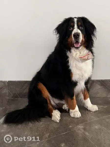 Perro perdido, Avenida Colonial de la Sierra, 518, San Pedro Garza García, San Pedro Garza Garcia — macho Bernés de la Montaña, 56 kg - photo