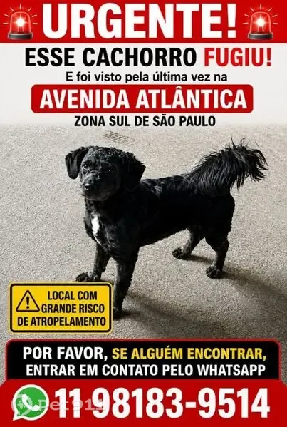 Cachorro perdido, Interlagos, São Paulo — poodle macho preto com mancha branca - photo