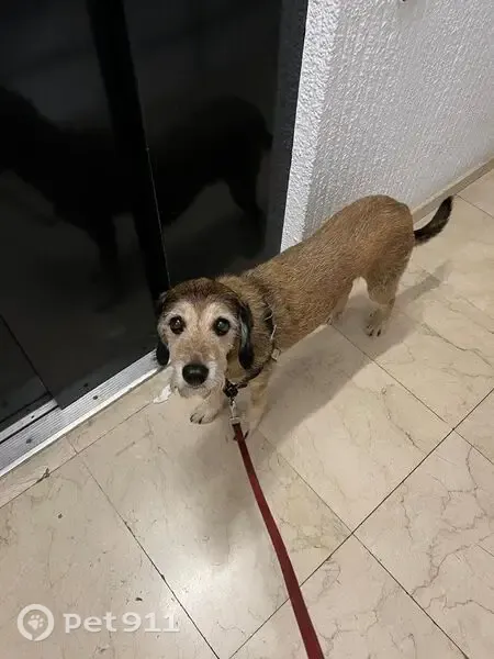 Perro perdido macho, Can Turó, 17118, Girona, España, Girona — mestizo marrón de 15 kg - photo
