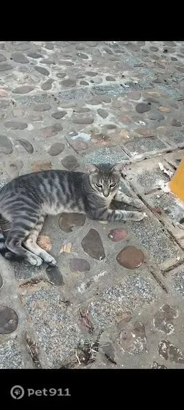 Encontrado gato macho, Diseminado Diseminados 2, 250, Carmona — apareció hace unos 3 meses - photo