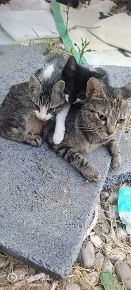 Encontrado gato, Avenida Palmas Altas, Sevilla — hembra cariñosa y embarazada - photo