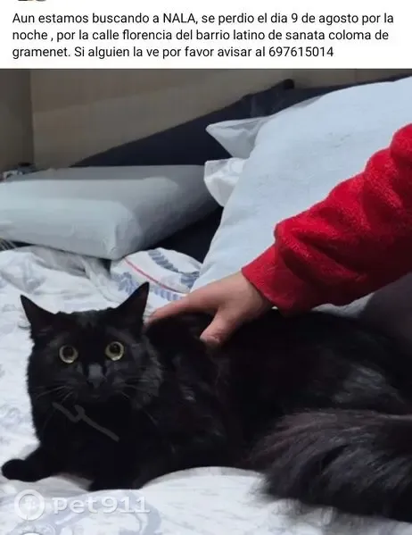 Gato perdido, Carrer de Florència, 35, Santa Coloma de Gramenet — negro, tímido y dócil - photo