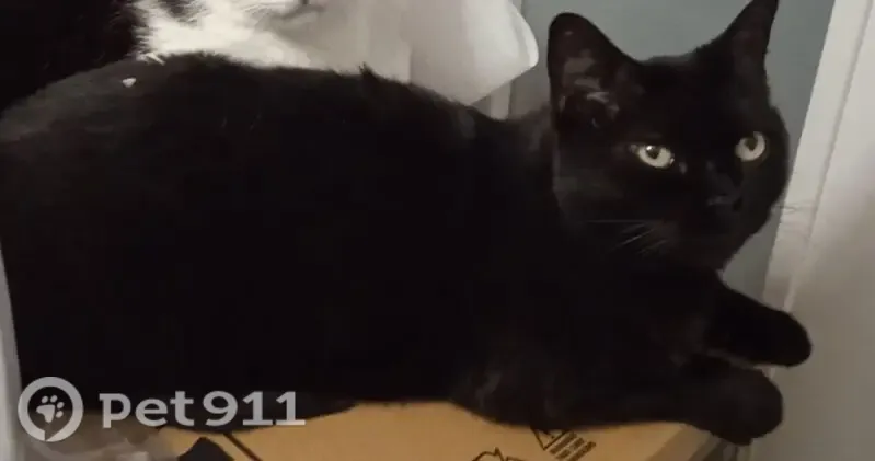 Gato perdido, Calle Libertades, 31, Leganes — negro, castrado y muy asustadizo - photo