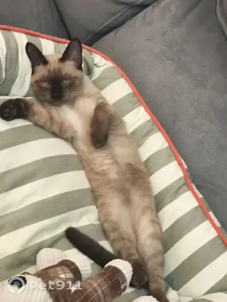 Gato perdido, Calle del Avefría, Madrid — siamés de 5 meses - photo