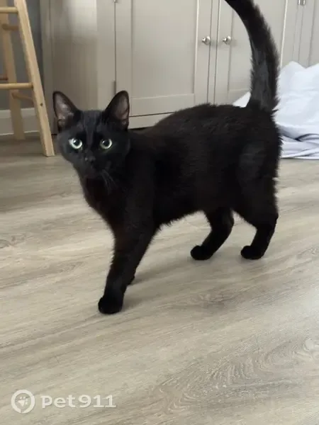 Lost cat, Wymondham NR18 9GT, Trumpington — black coat and bald spot near tail - photo