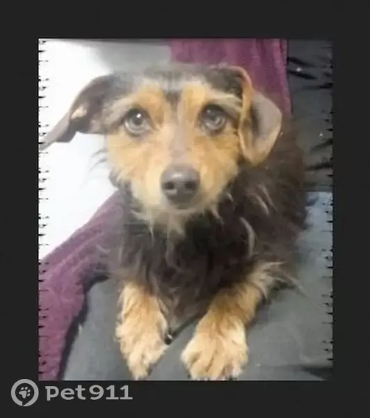 Lost dog, Keerom Street, Pretoria — female mixed breed with green eyes - photo