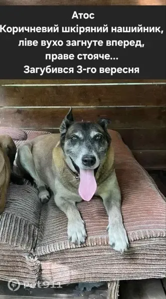 Зникла собака, самець, район хутора Редьки (Вишгородська траса), Вишгород — руде забарвлення, пошкоджене ліве вухо - photo