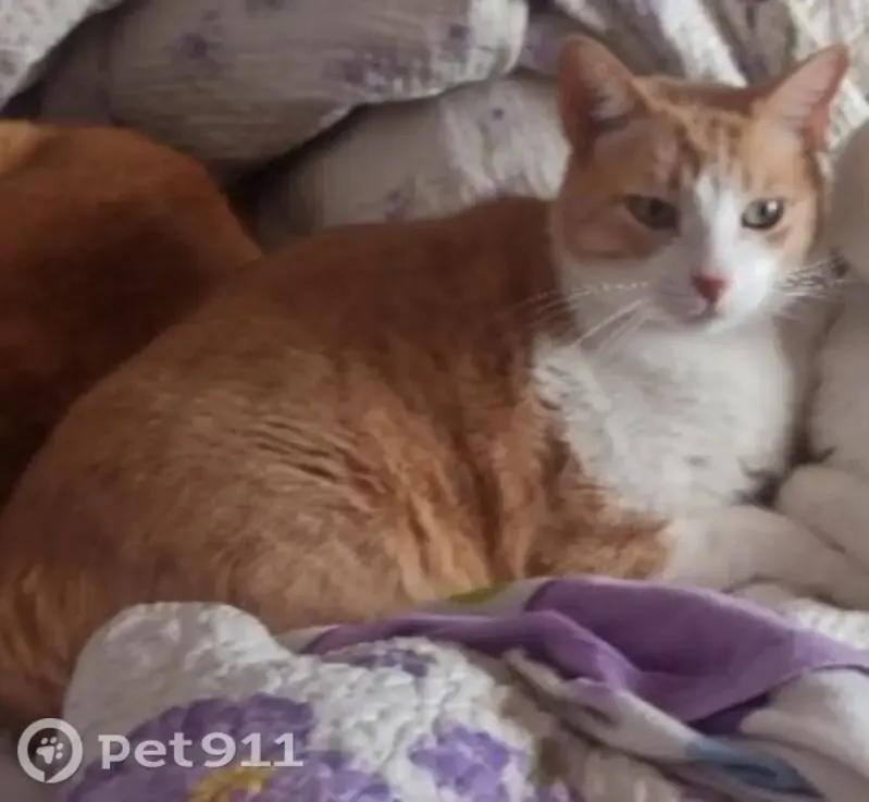 Gato perdido, Camino la Hornera, 145, La Laguna — amarillo claro, ojos verdes - photo