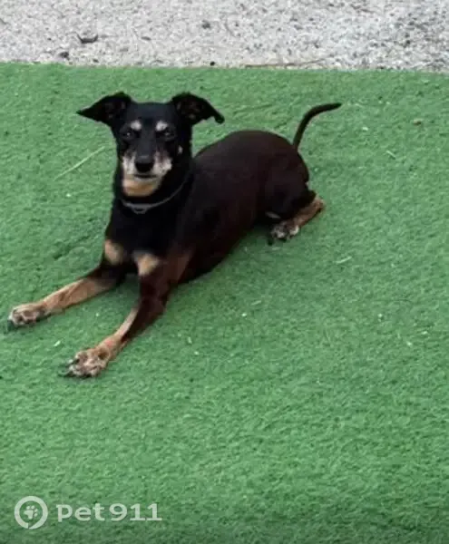 Perro perdido, Fornells de la Selva, Girona, España, Lloret de Mar — desapareció en el área de descanso de la AP-7 - photo
