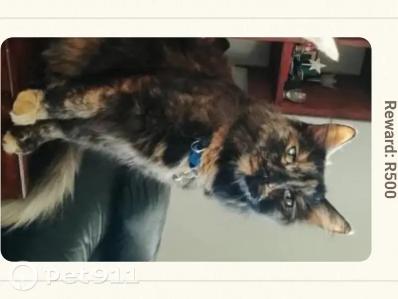 Lost female cat, Hertzog Street, Elsiesriver, Rosebank — tortoiseshell with blue collar - photo