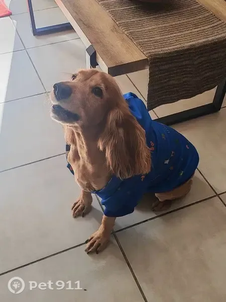Lost male dog, Mthatha, Eastern Cape, Cape Town - photo