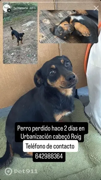 Perro perdido, Diseminado P011, 269A, Llíria, Paterna — muy cariñoso - photo