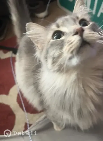 Lost female cat, South 10th Street, 1721, Ocean Springs — shy and gentle - photo