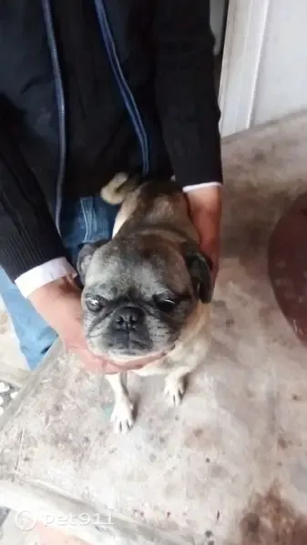 Perro encontrado, Chicoloapan de Juárez, Estado de México, Mexico City — con un ojito malo - photo