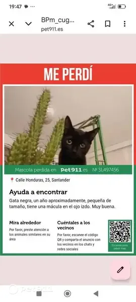Gato encontrado, Calle de Honduras, 25, Cueto, Santander — hembra, mascota propia - photo