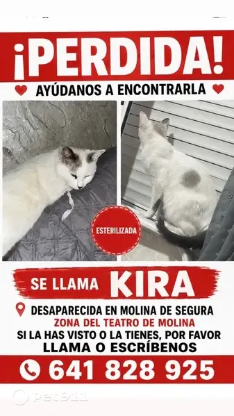 Gato perdido, Calle Doctor Fleming, Molina de Segura — blanco, con manchas grises y cola gris - photo